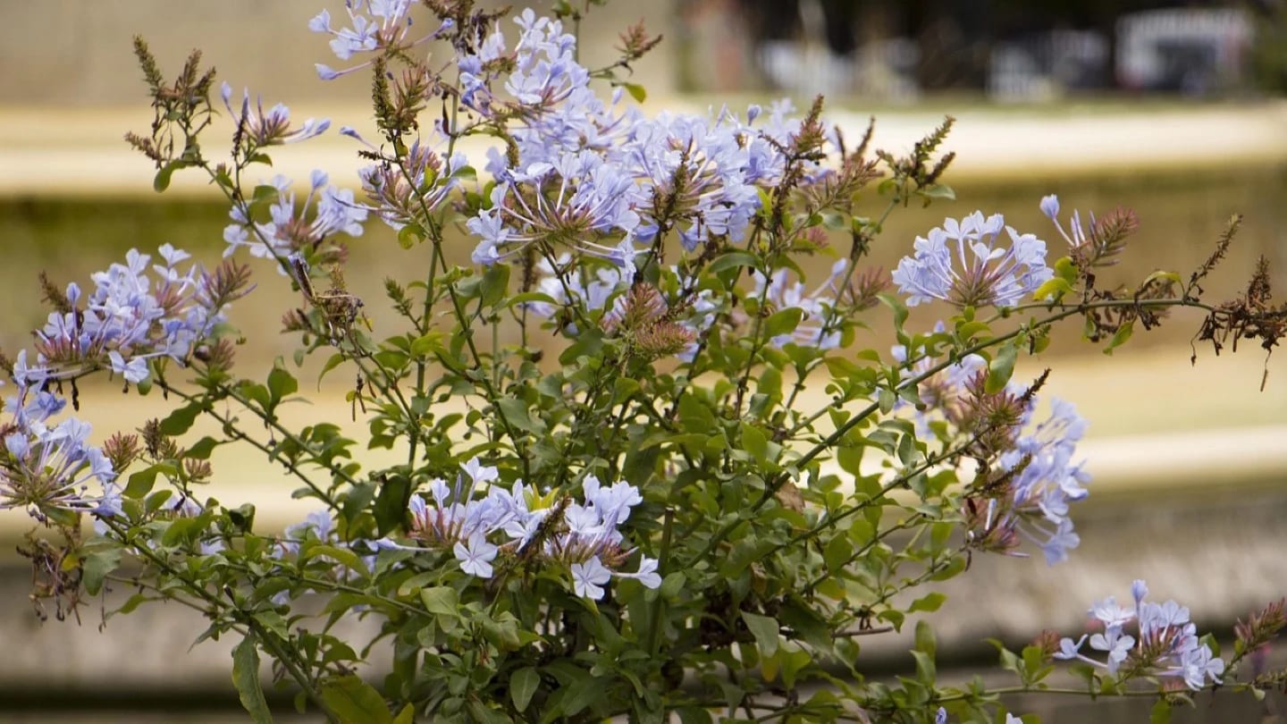 Pale blue flowers and green foliage grow in an outdoor container garden.