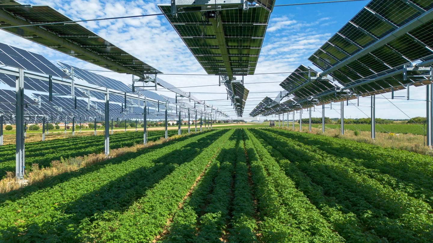 Rows of green crops growing beneath an elevated canopy of solar panels at an agrivoltaic site in France.