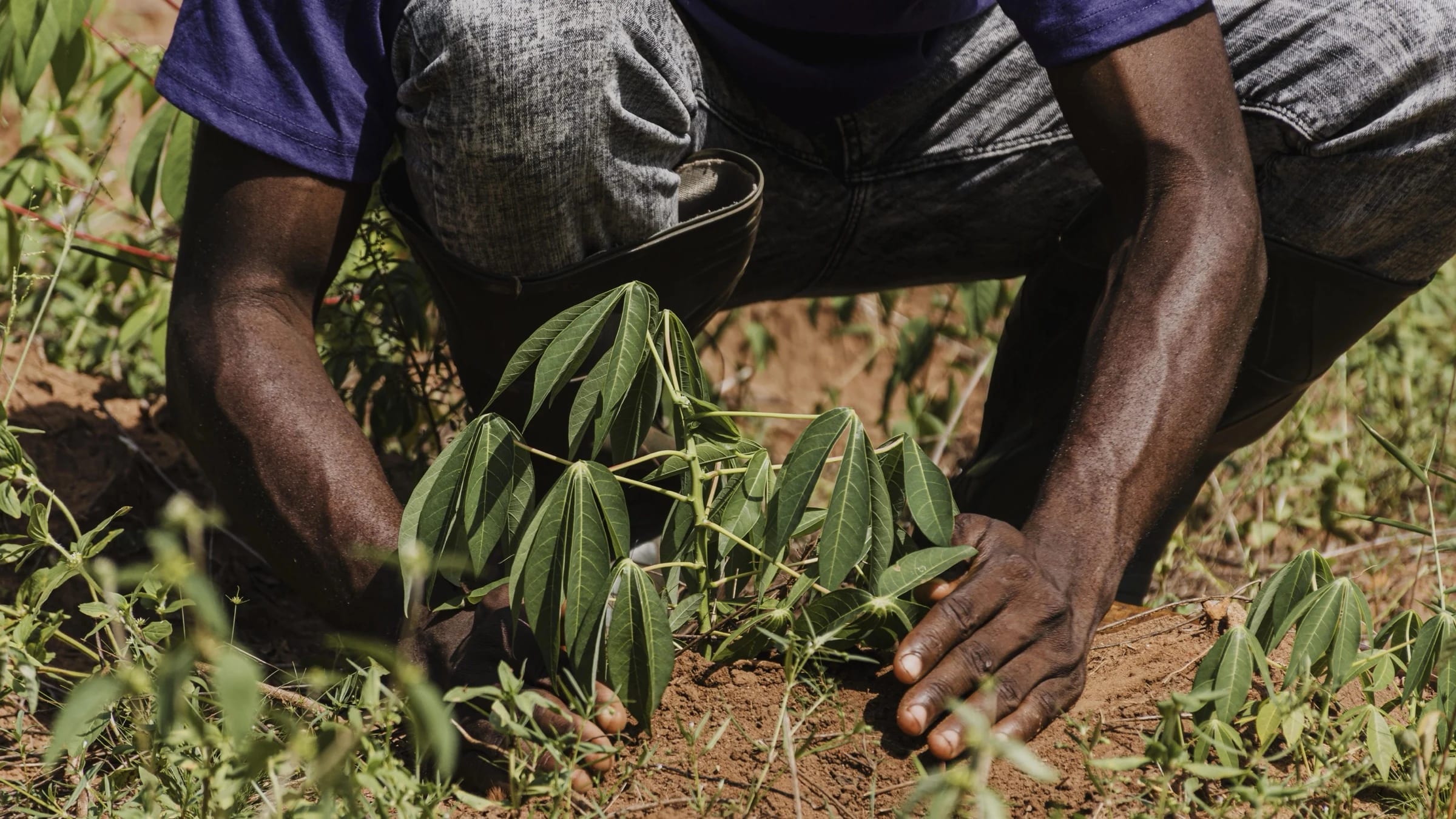 Farm worker plants young crops by hand in a cultivated field.