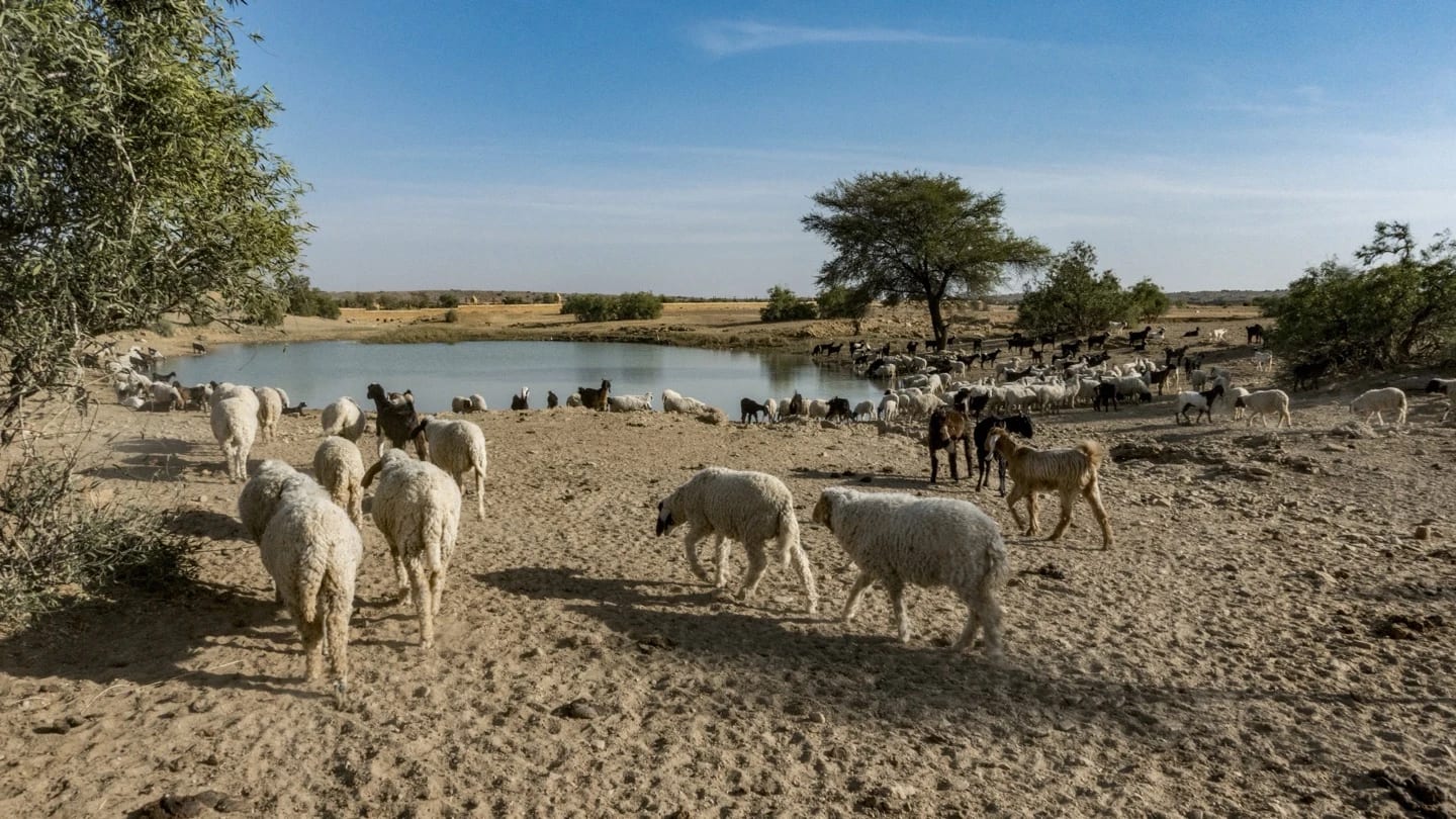 A flock of sheep grazing beside a water point in an open Indian landscape