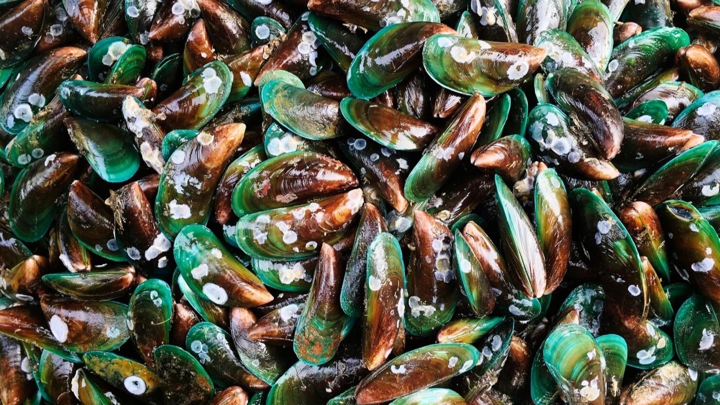 Close view of mussels representing bivalve aquaculture