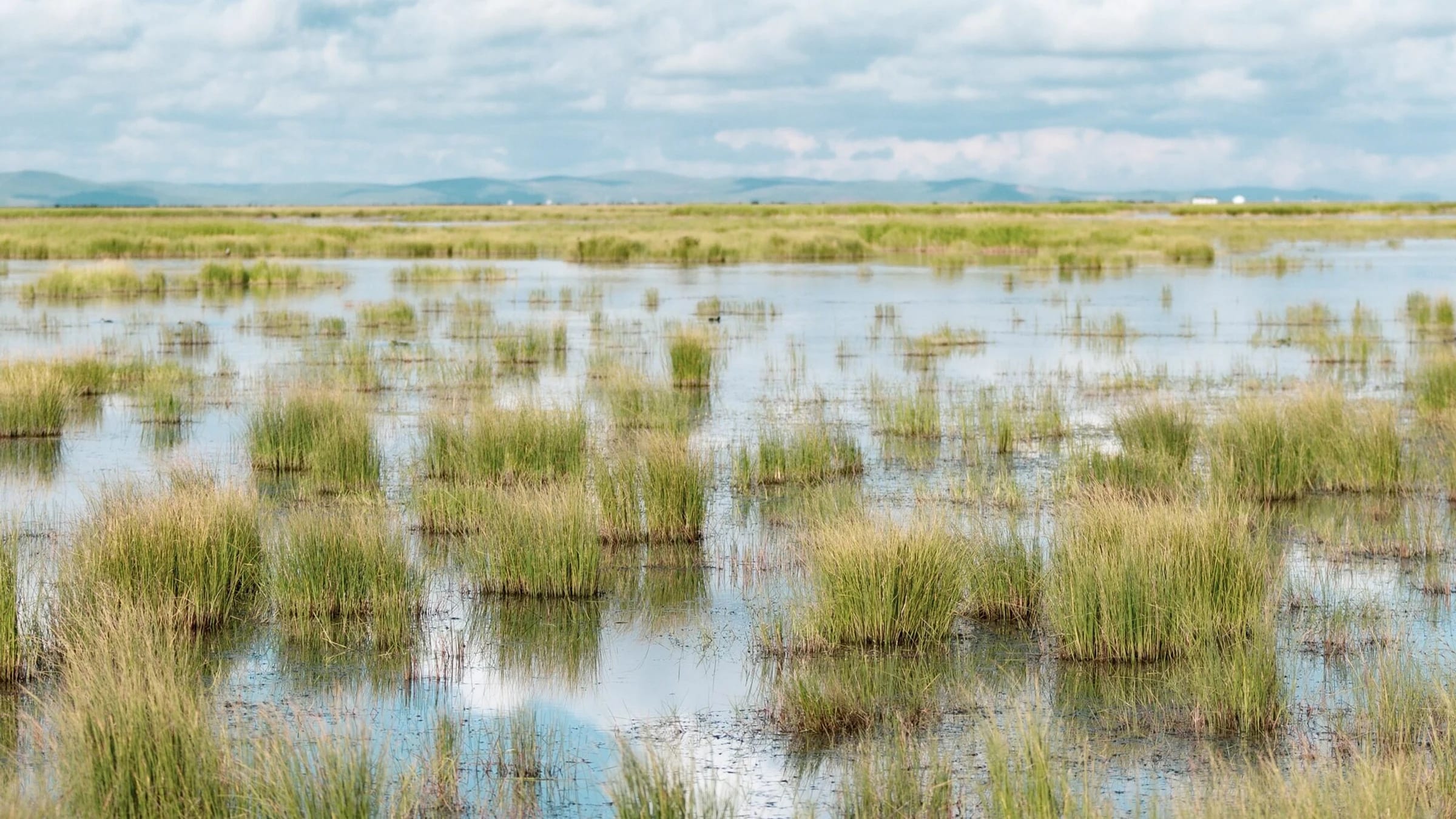 A shallow pond with wetland plants beneath a blue, clouded sky.