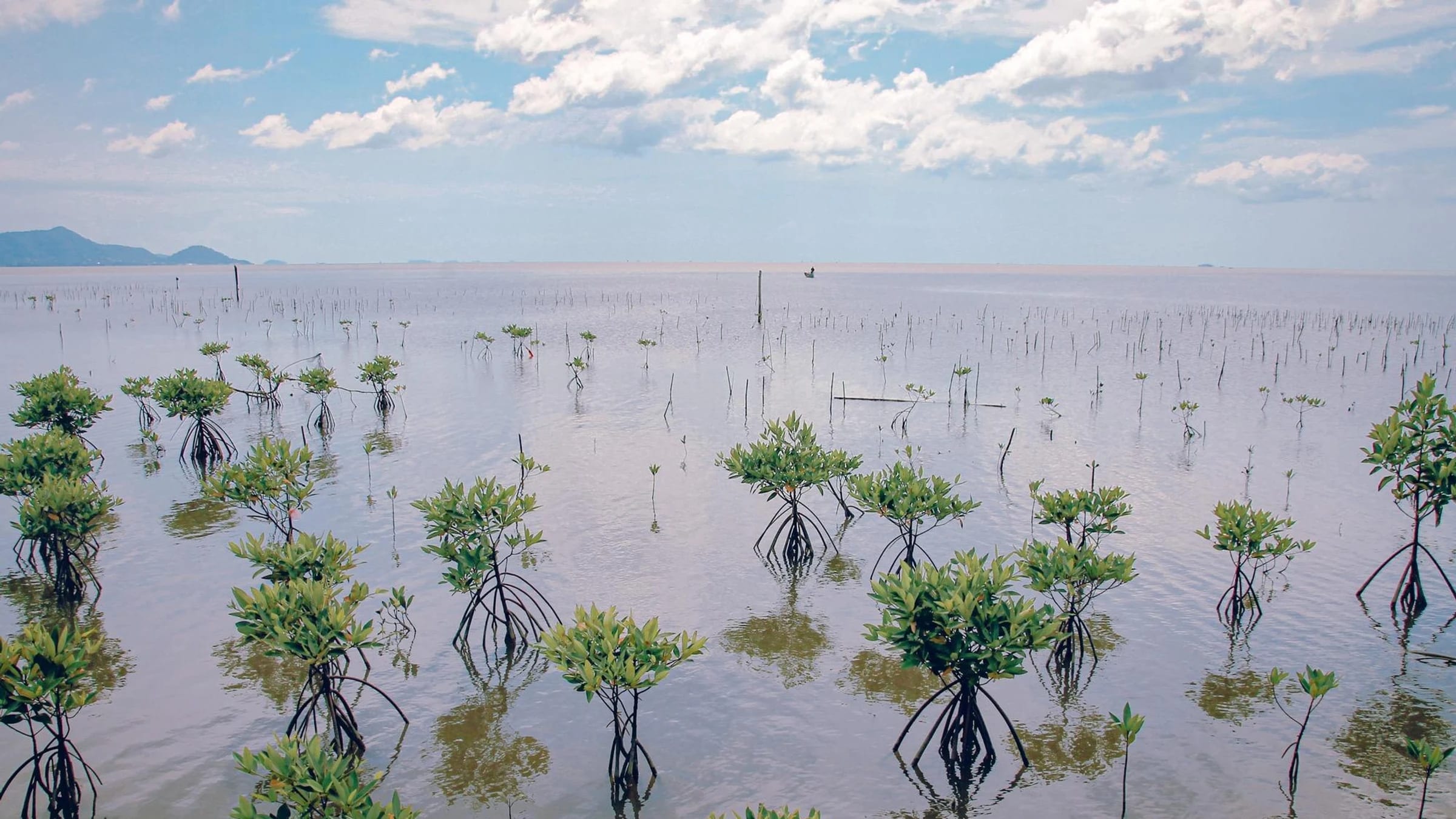 Young mangrove saplings planted in shallow coastal water at Trapeang Sangkae, Kampot.
