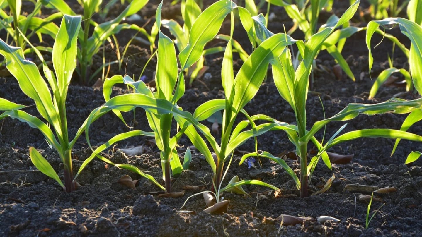 Rows of young green crops growing in dark cultivated soil.