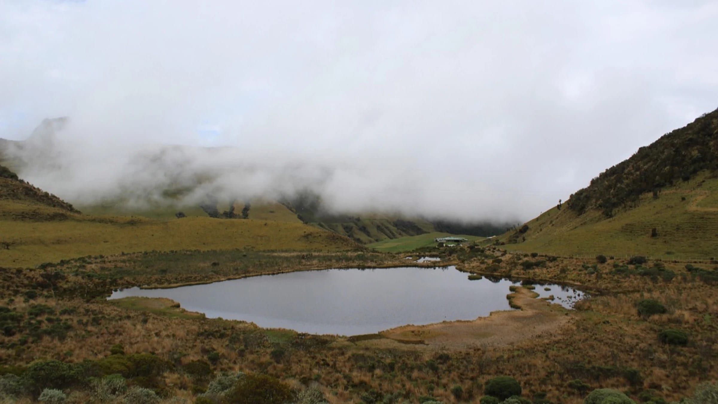 Green wetland vegetation surrounding open water in Manizales, Colombia.