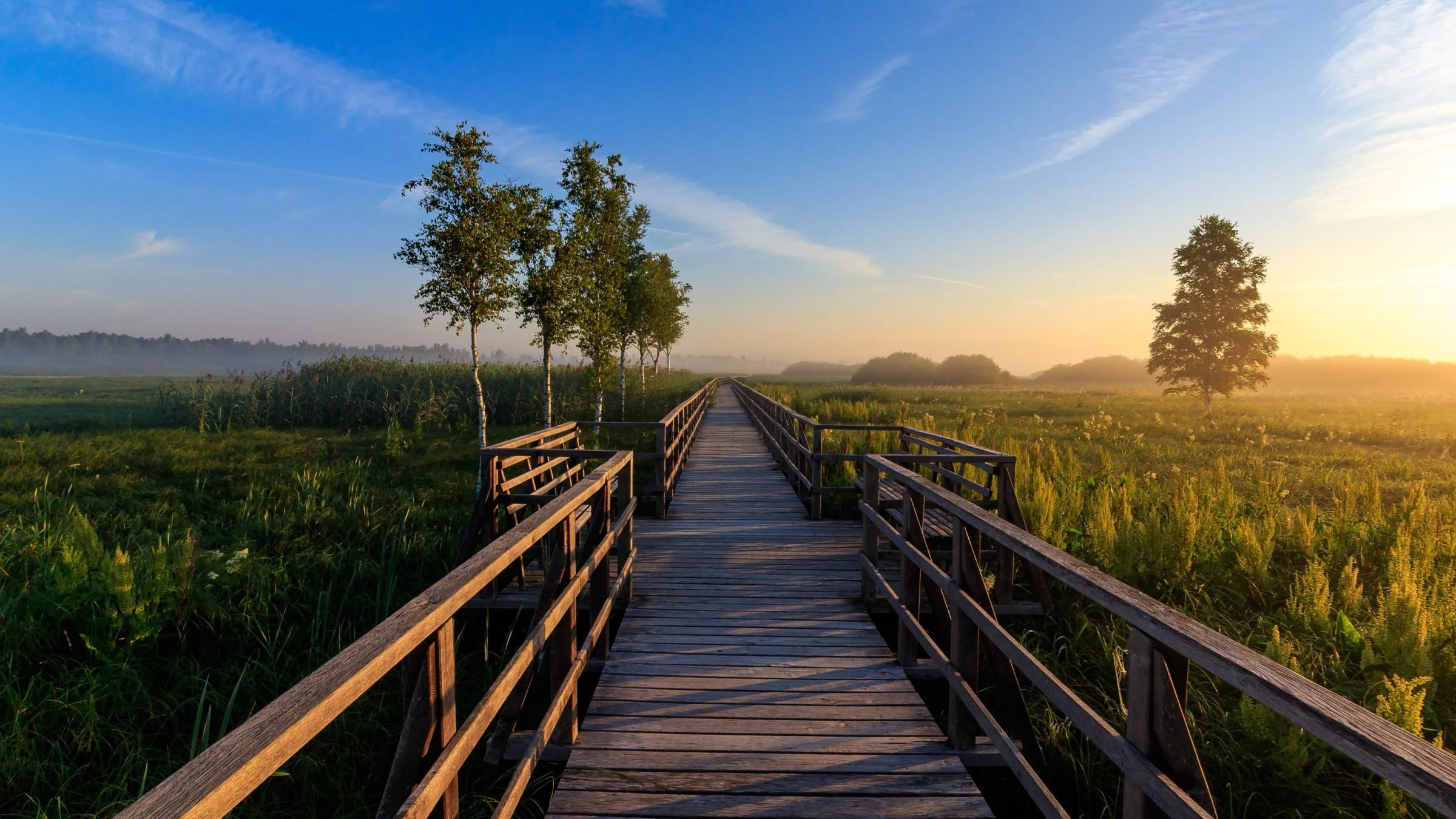 Wooden boardwalk crossing dense wetland vegetation and reeds.