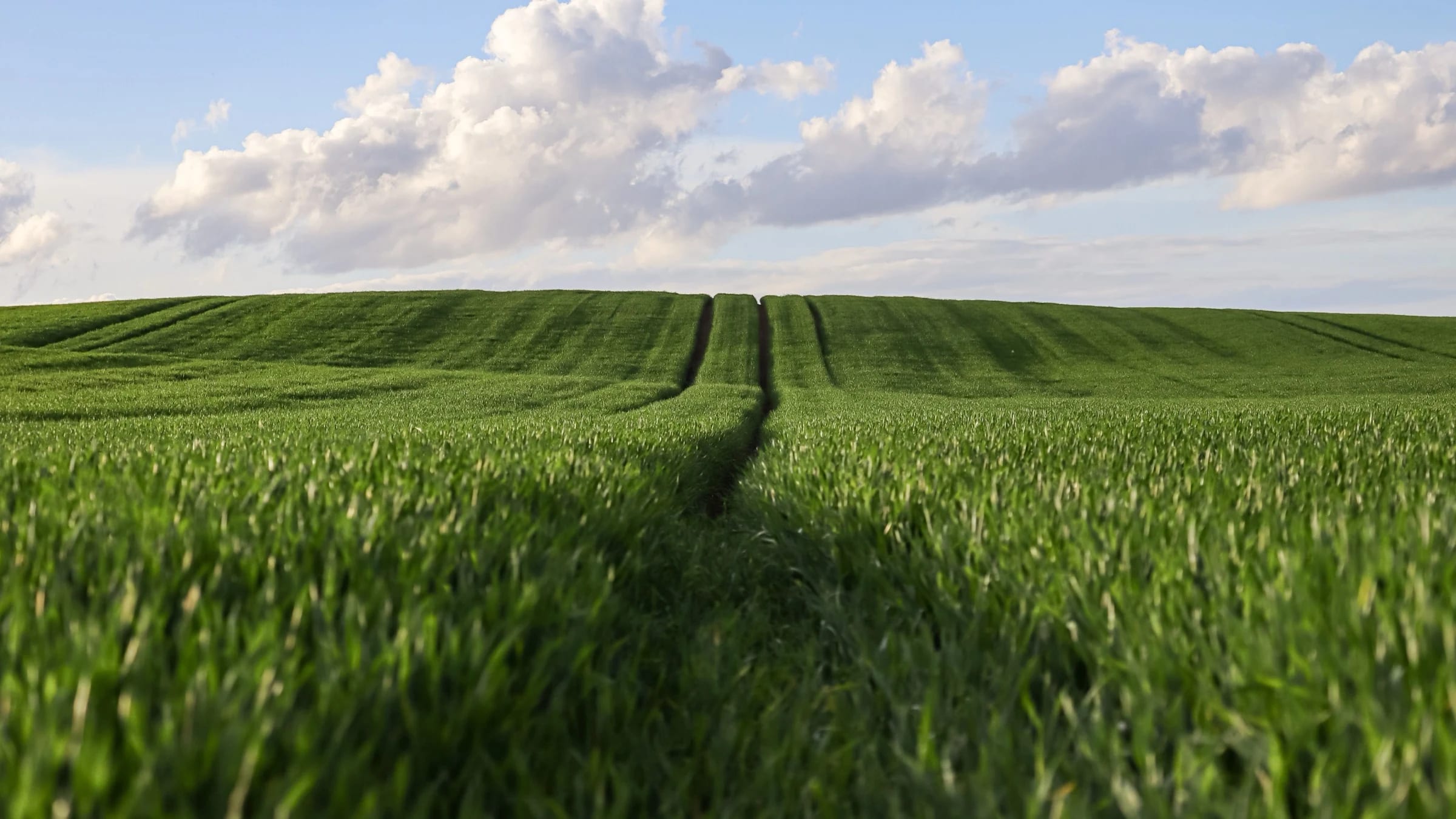 Green wheat field beneath a broad, cloud-filled sky in a rural landscape.