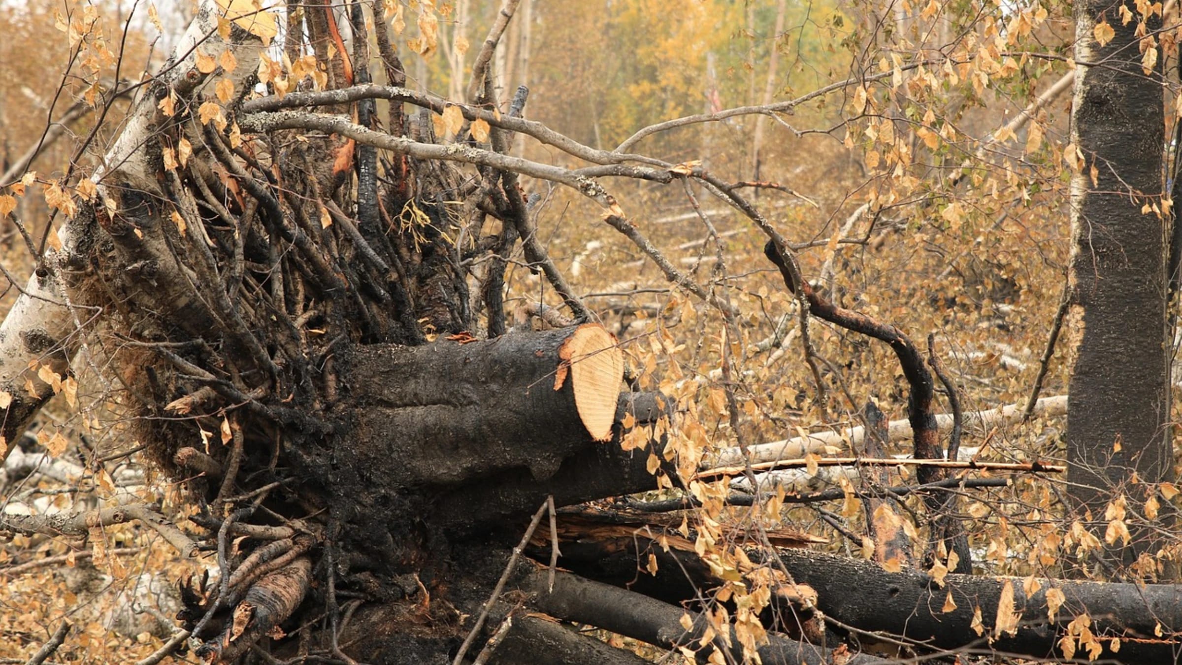 Charred and fallen trees in a fire-damaged forest.