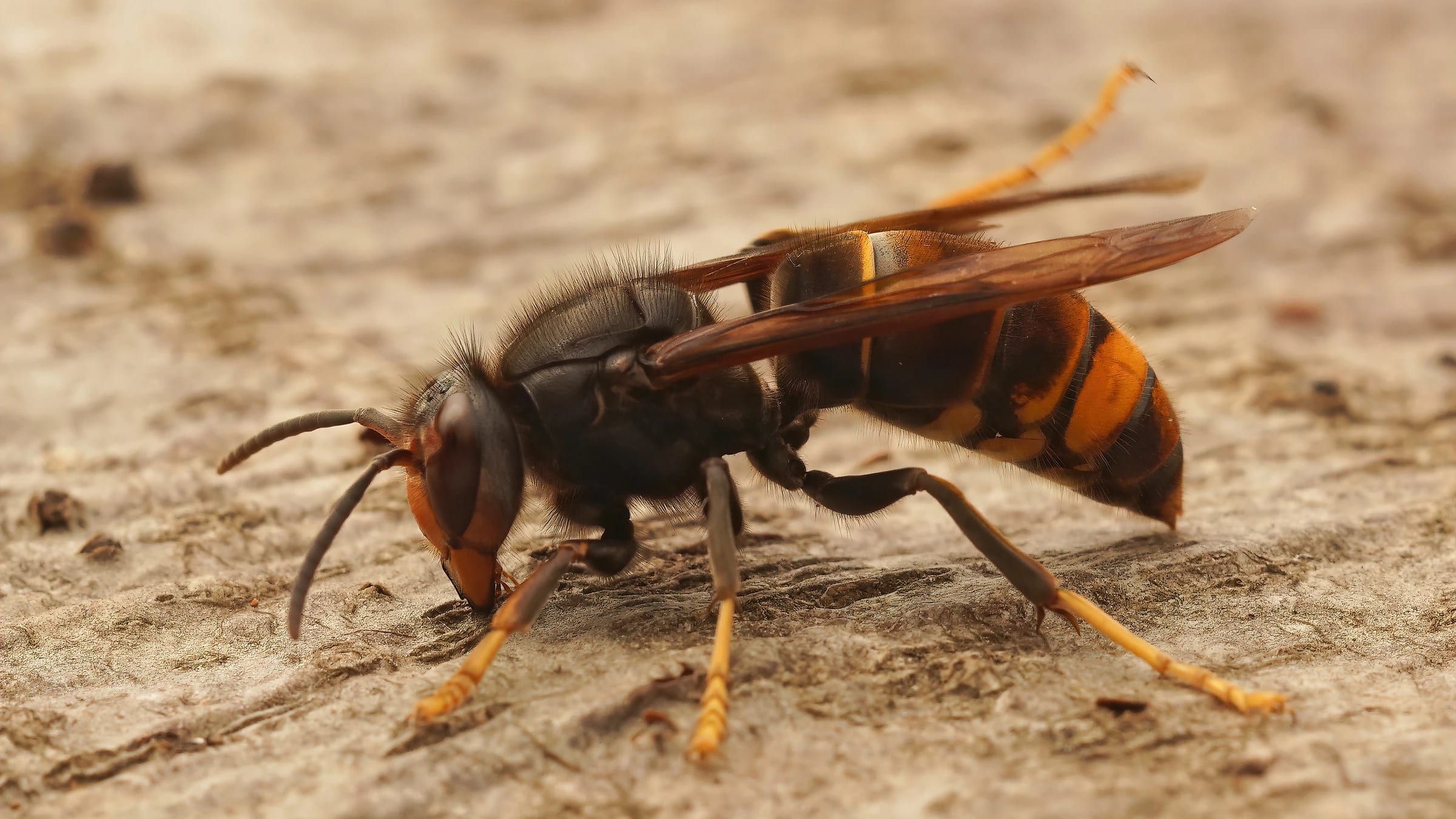 Close view of a yellow-legged hornet on a rough surface