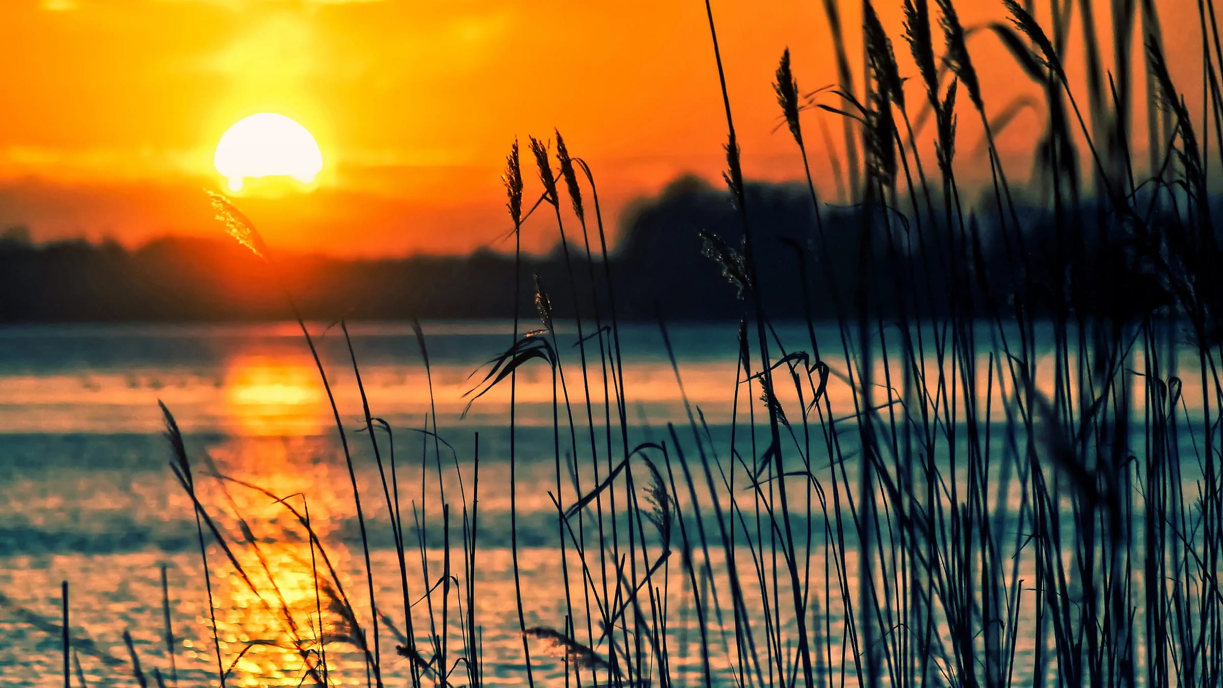 Reeds beside a lake at sunset