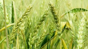 Law enforcement is essential for food security