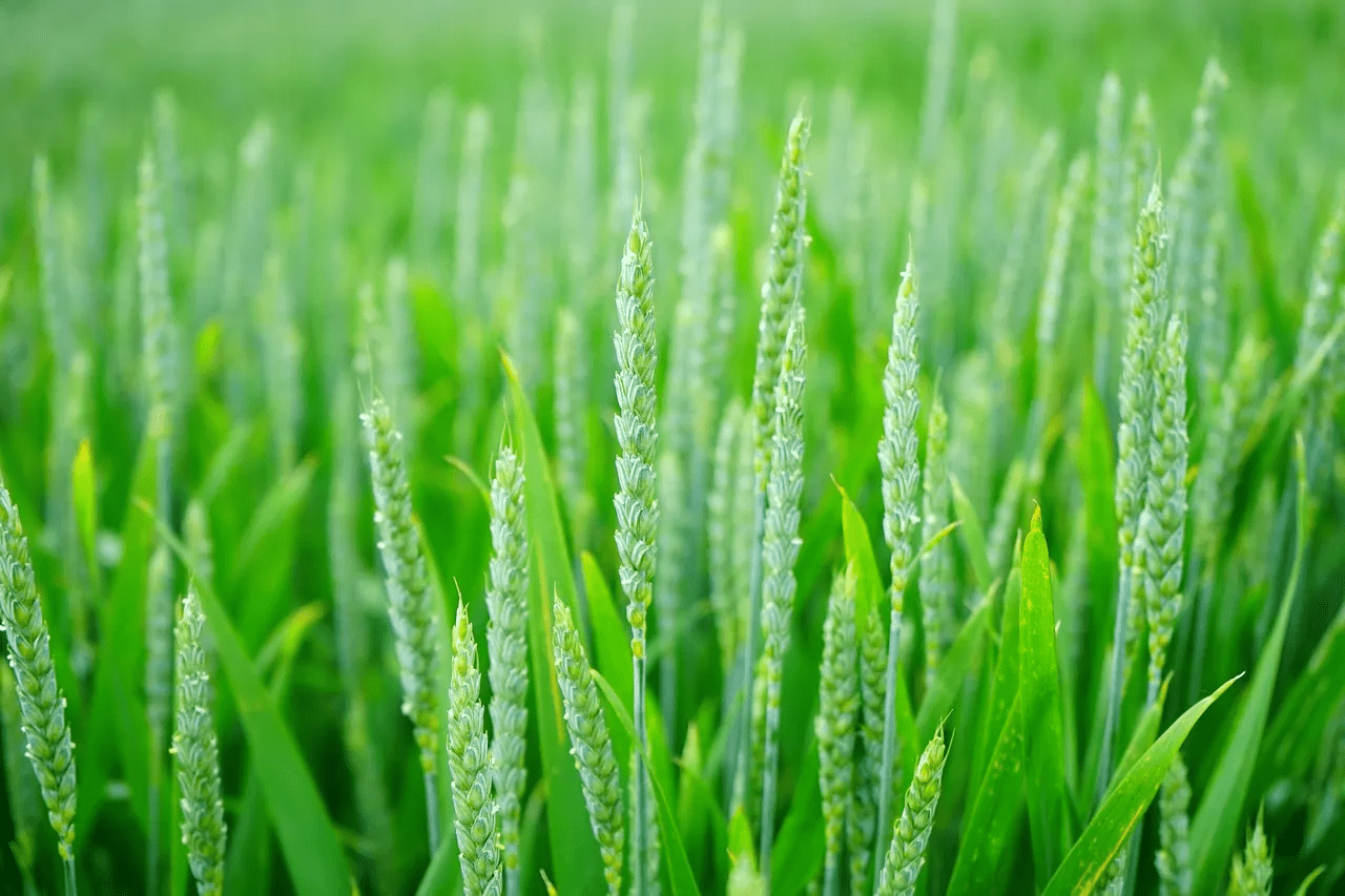 Close-up of green wheat crops representing sustainable agriculture supported by fit-for-purpose recycled water in farming systems.