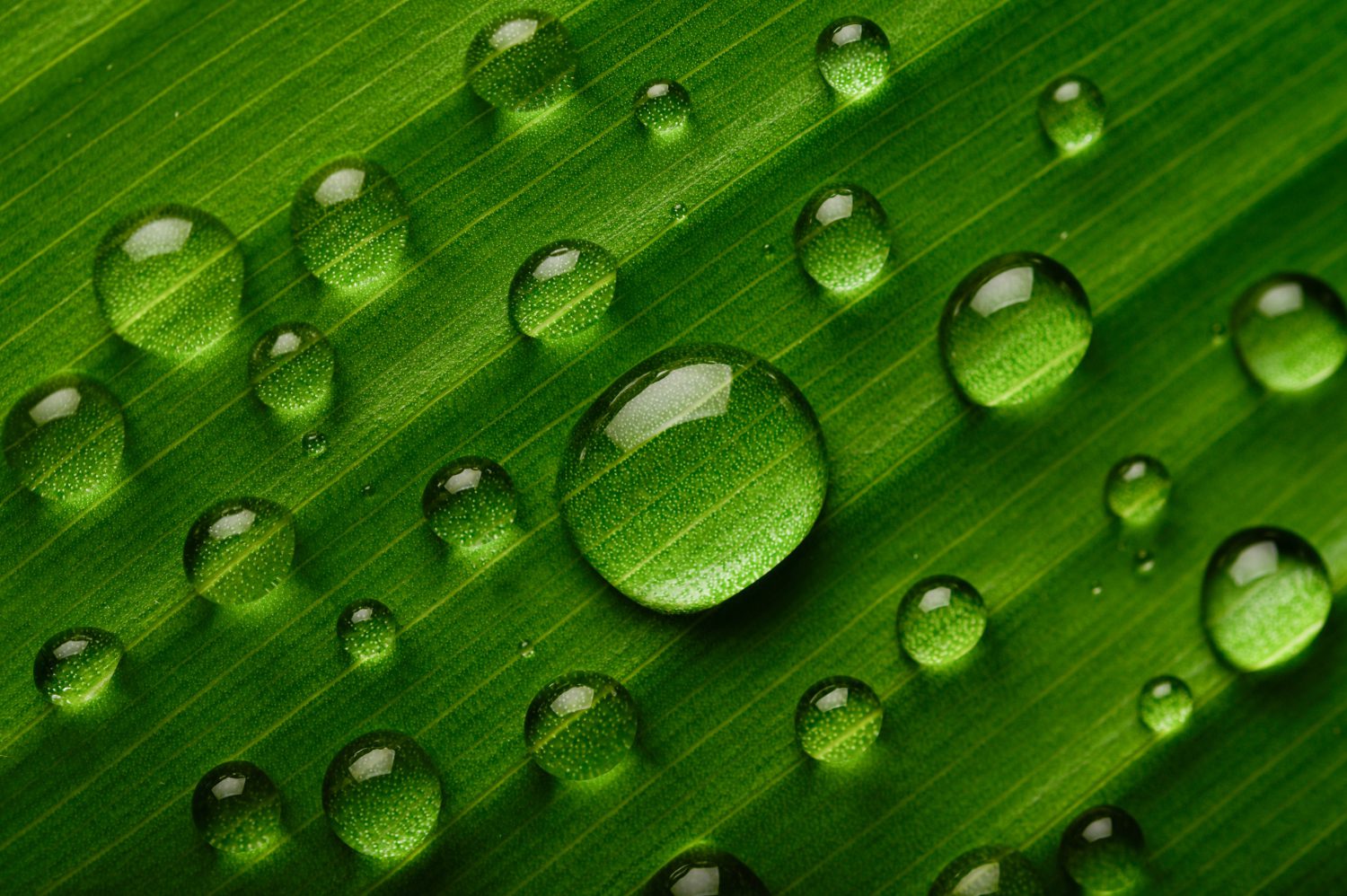 Green sustainable drainage systems managing surface water runoff in urban areas to reduce flood risk and improve climate resilience