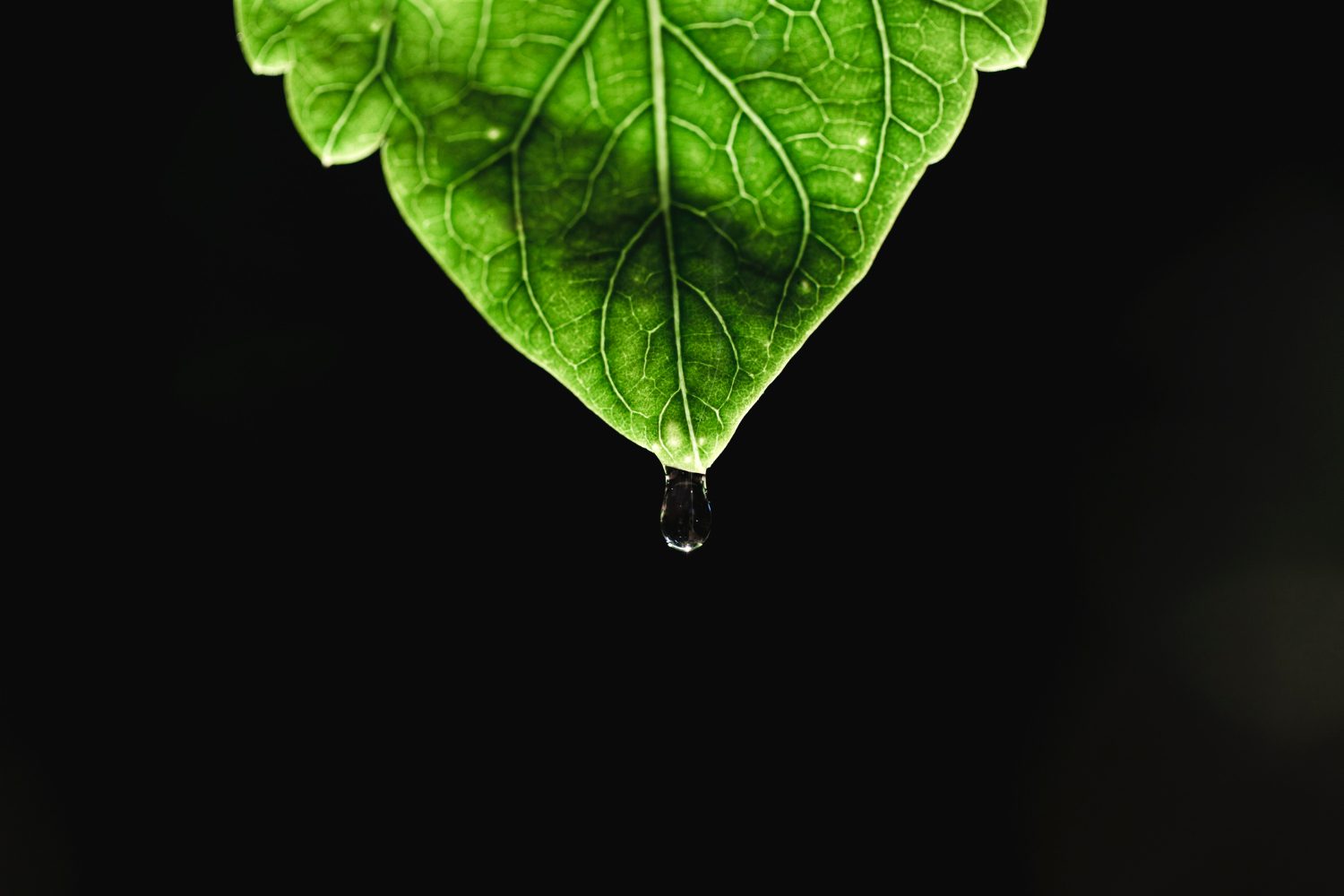 Water droplet hanging from a green leaf symbolizing urban wetland green infrastructure and natural stormwater filtration systems