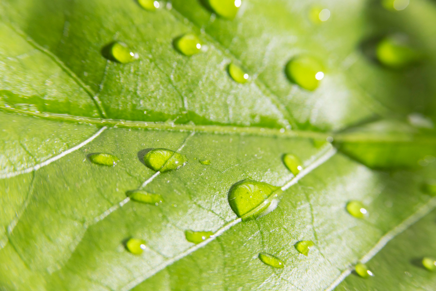 Close-up of water droplets on a green leaf symbolising ecosystem health, biodiversity, and urban water resilience