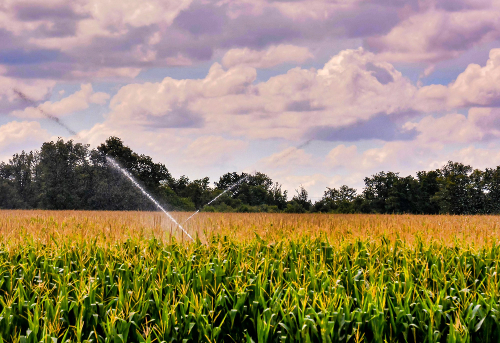 Agricultural irrigation system spraying water across crop fields to improve irrigation efficiency and drought resilience