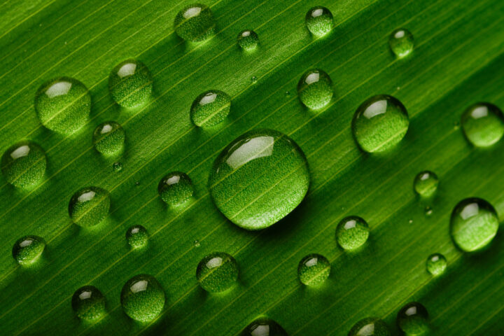 Water droplets on a green leaf representing nature-based solutions, ecological restoration, water quality improvement, and urban environmental resilience.