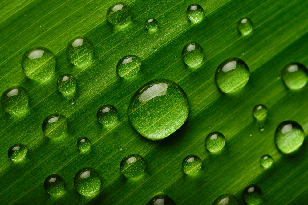 Water droplets on a green leaf representing nature-based solutions, ecological restoration, water quality improvement, and urban environmental resilience.