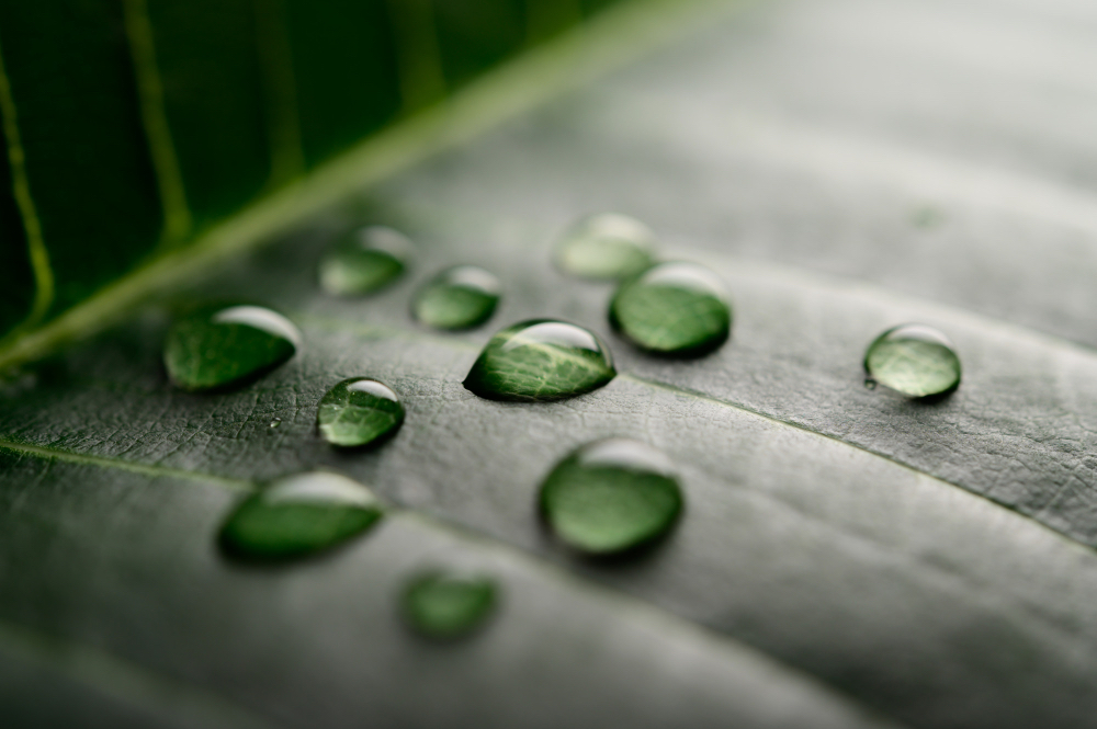 Water droplets on a green leaf representing stormwater capture, water conservation, climate resilience, and sustainable watershed management.