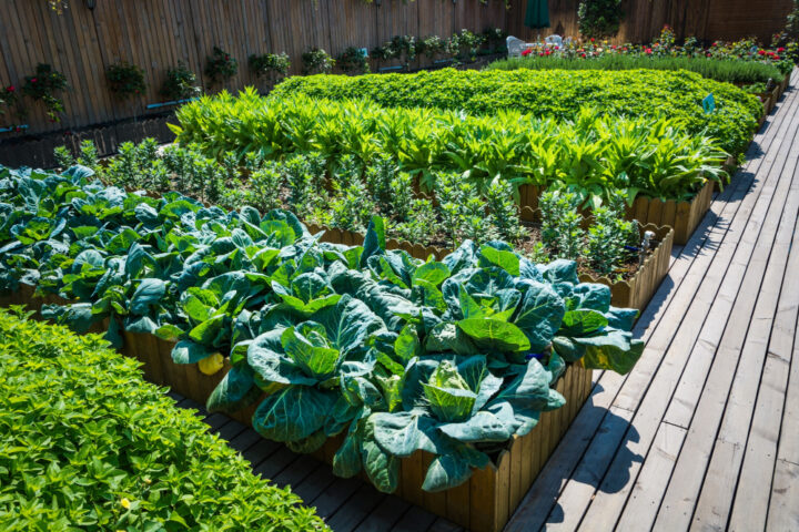Raised vegetable beds in a community garden demonstrating urban agriculture supported by efficient irrigation and sustainable water management practices.
