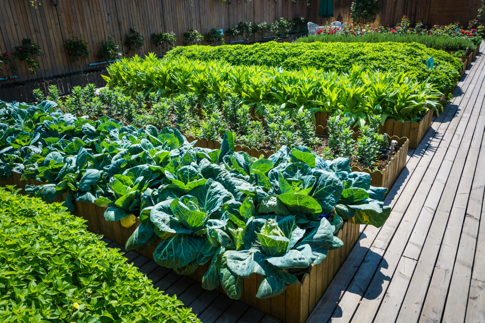 Raised vegetable beds in a community garden demonstrating urban agriculture supported by efficient irrigation and sustainable water management practices.