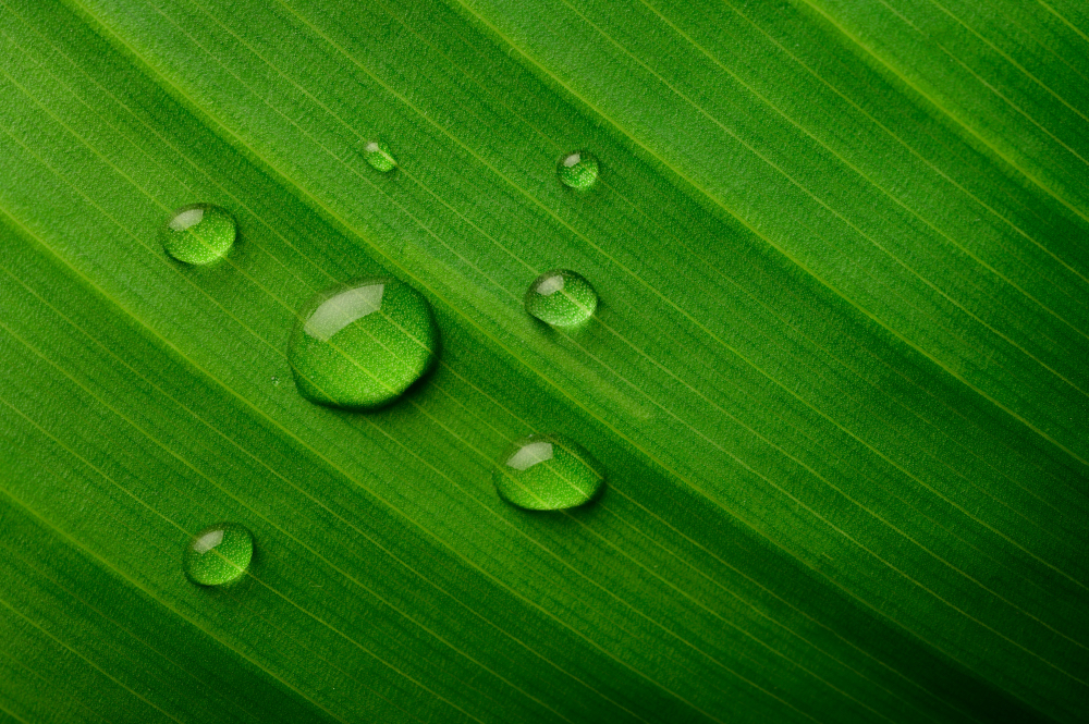 Water droplets on a green leaf representing stormwater recycling, urban water reuse, sustainable water management, and climate resilience.