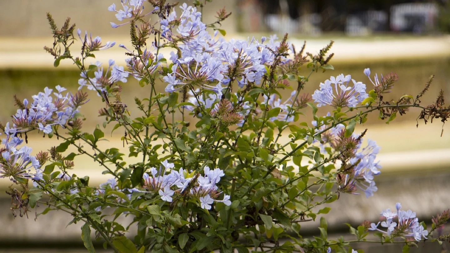 Pale blue flowers and green foliage grow in an outdoor container garden.
