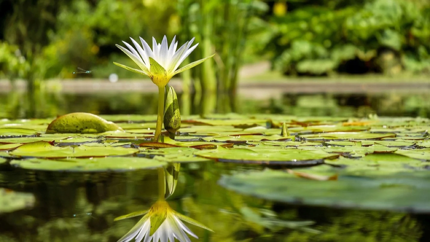 Close view across pond water with lily pads, a white water lily, reflections and surrounding green vegetation.