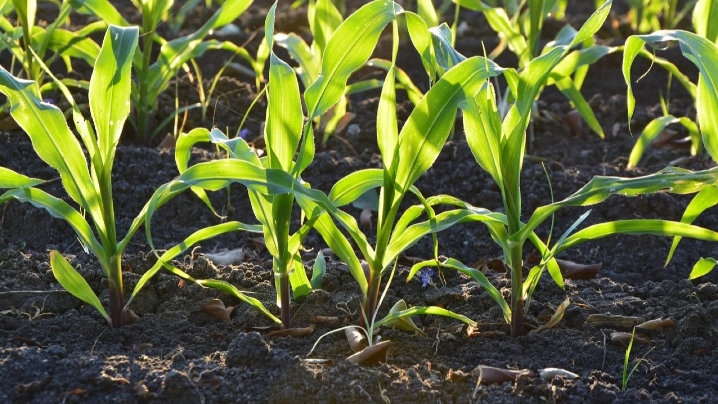 Rows of young green crops growing in dark cultivated soil.