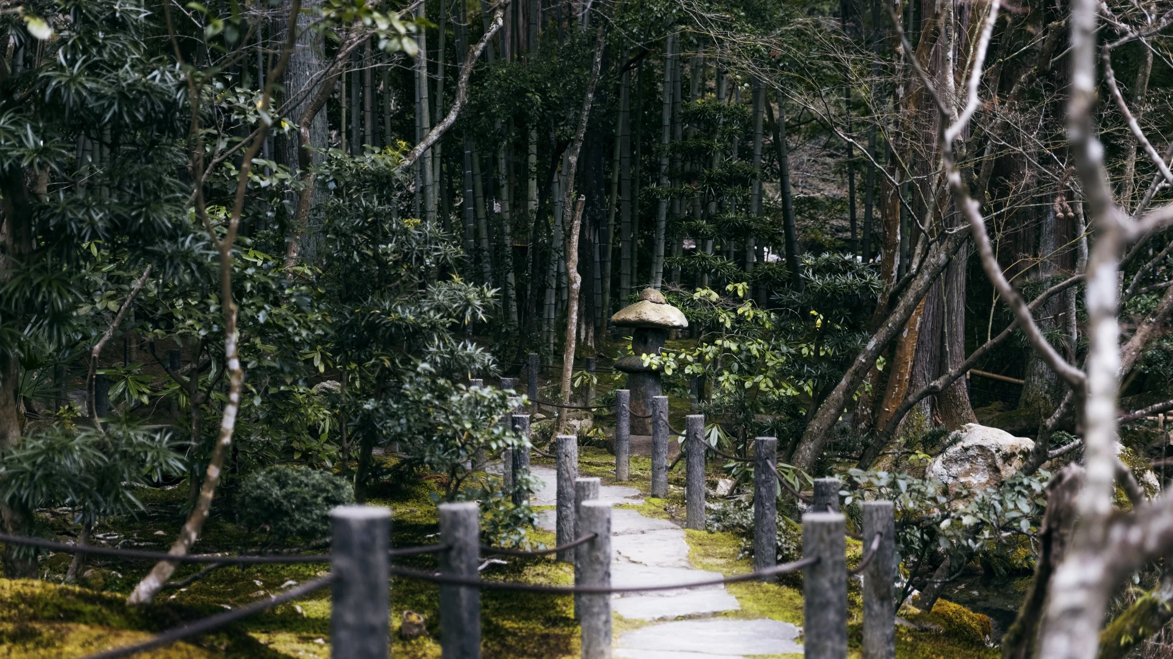 Trees, bamboo, moss and a stone path in a Japanese garden