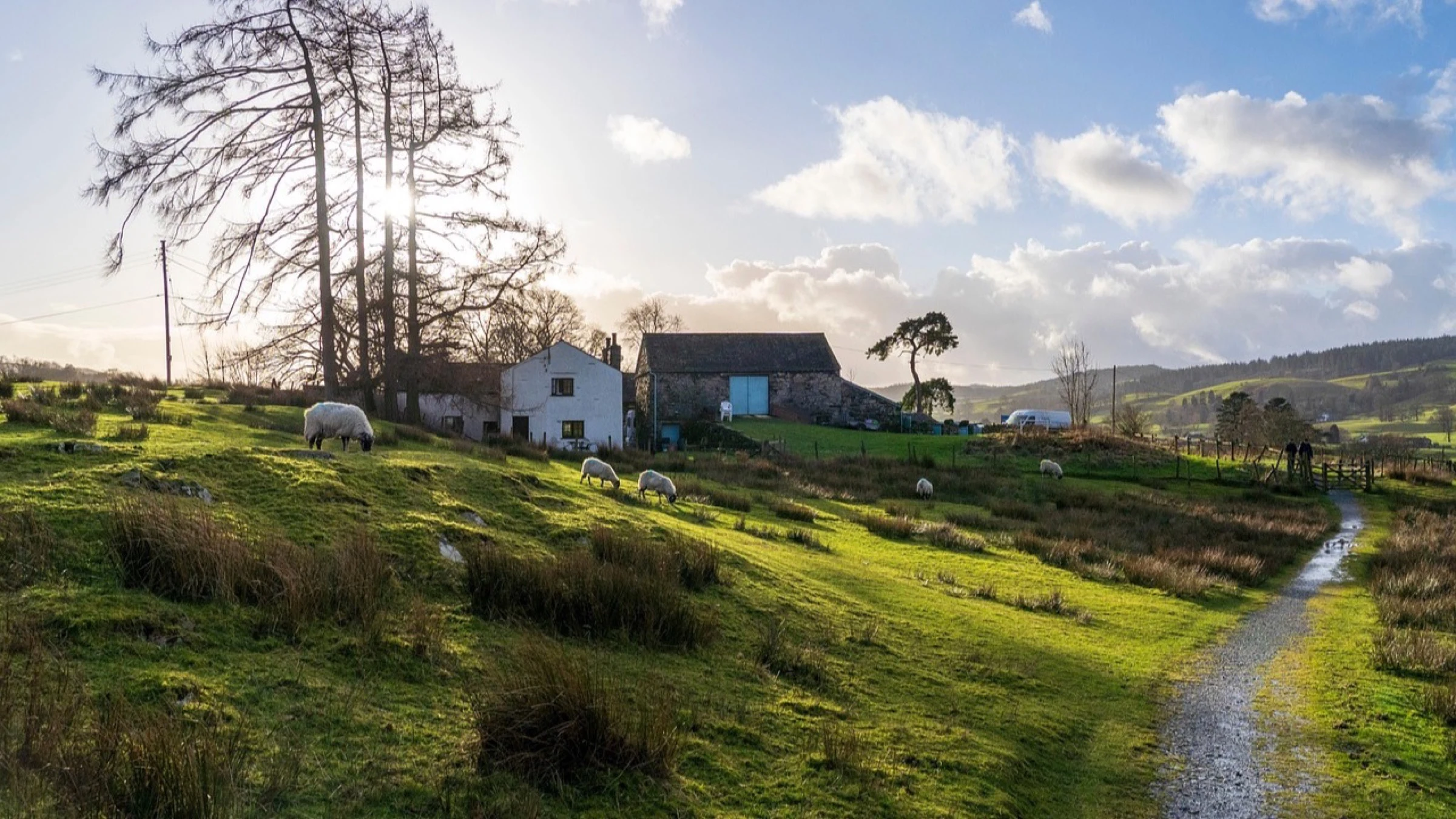 House, path and grazing sheep within green countryside in England.
