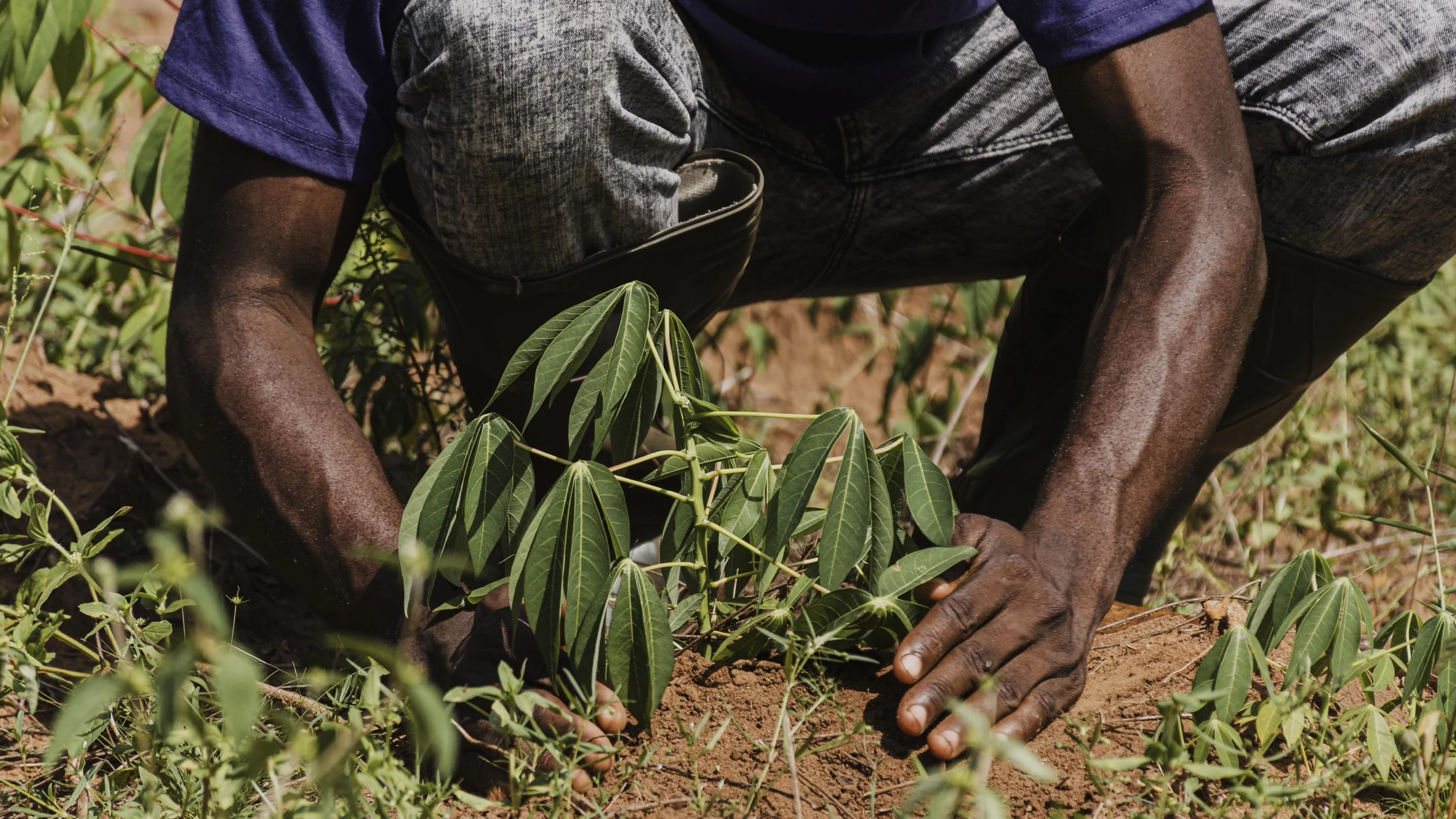 Farm worker plants young crops by hand in a cultivated field.
