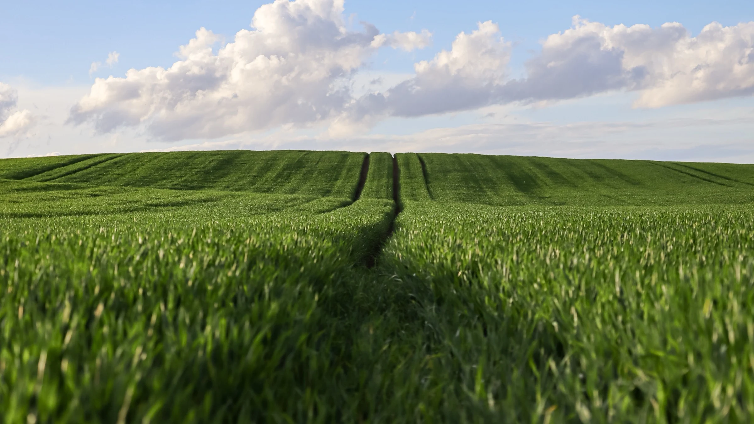 Green wheat field beneath a broad, cloud-filled sky in a rural landscape.