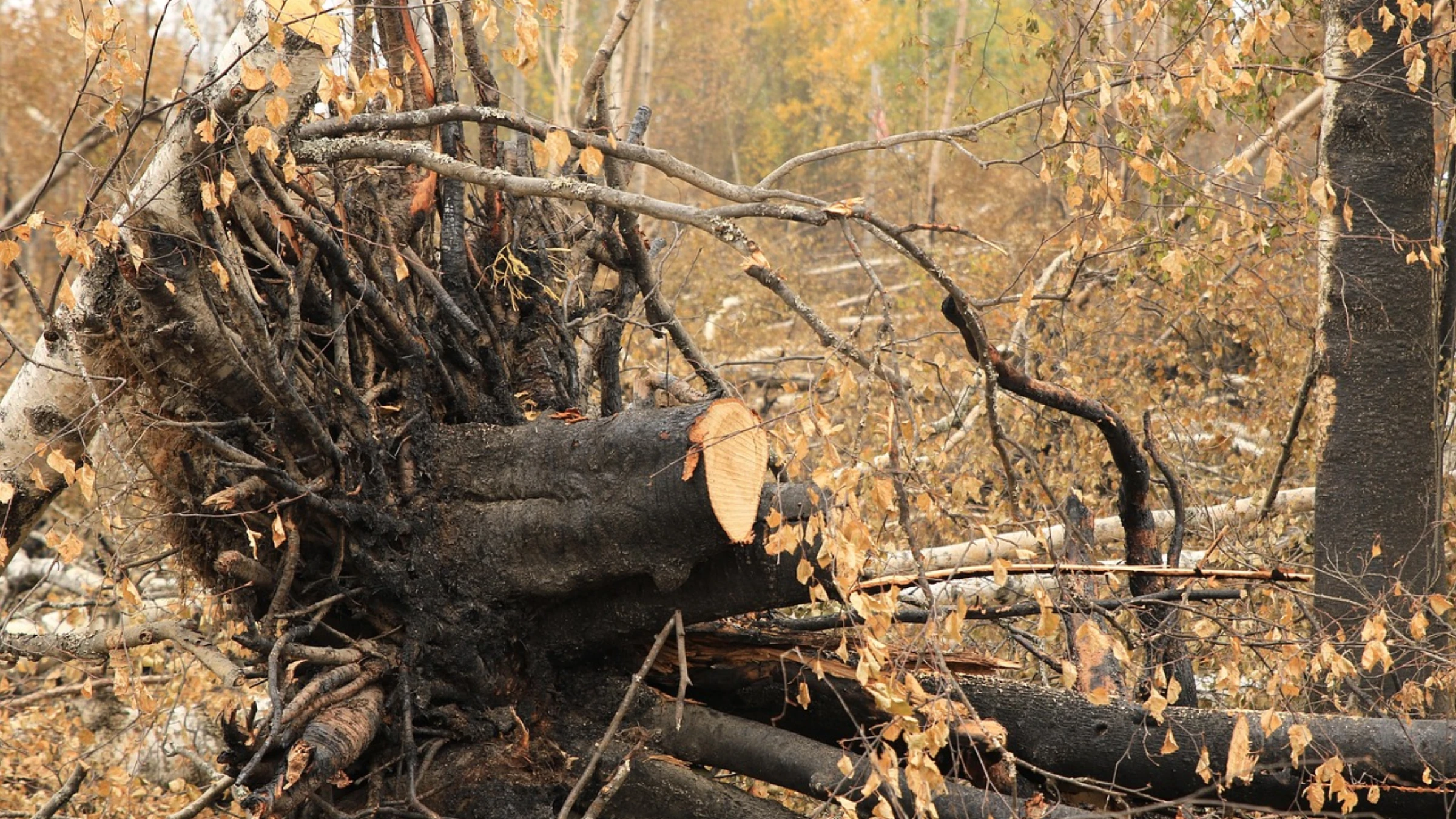Charred and fallen trees in a fire-damaged forest.
