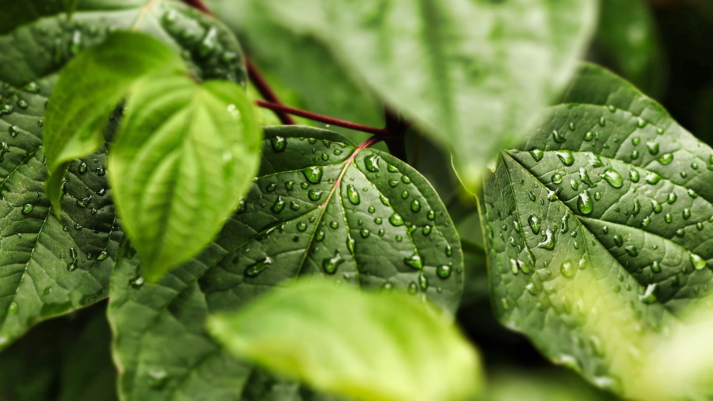 Close-up of water droplets on green leaves.