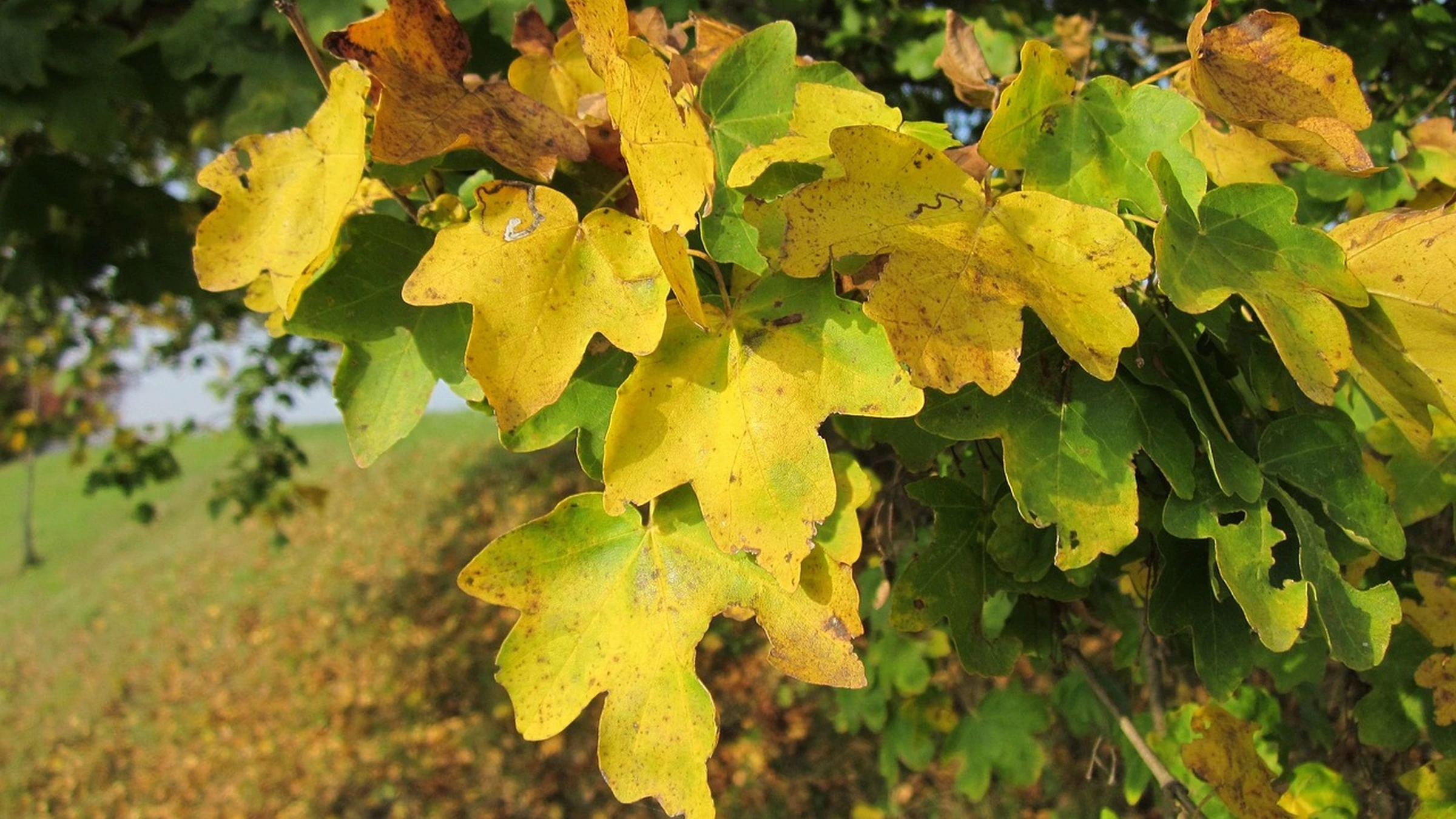 Green and yellow field maple leaves