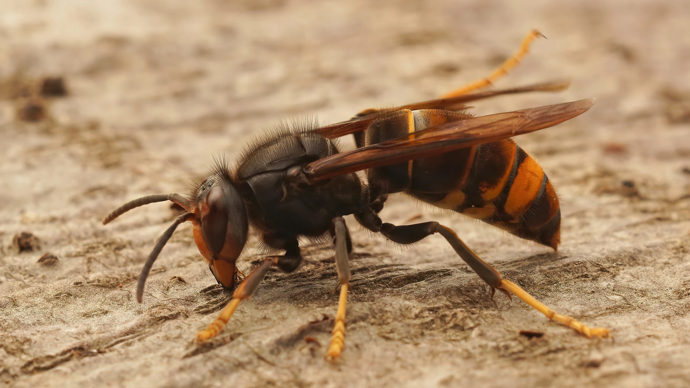Close view of a yellow-legged hornet on a rough surface